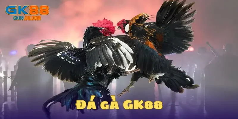 Đá gà GK88 có đặc điểm như thế nào?